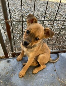 🐶Verspielter Welpe Ruby sucht dich! ☀️ - Eislingen (Fils)