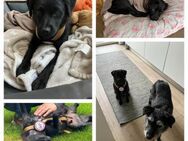 Der süße 🩵Bonnie🩵 sucht eine Familie - Freilassing
