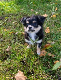 Chihuahua Welpe Rüde reinrassig Black Tricolor sucht absofort liebevolles Zuhause - Lanitz-Hassel-Tal