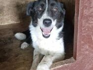 Lovely muss dringend aus dem Shelter - Blankenheim (Nordrhein-Westfalen)