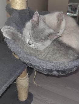 Bkh babys - Solingen (Klingenstadt)