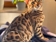 Bengal Kitten aus Traumhafter Verpaarung - Bad Schmiedeberg