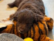 Aussiedoodle Welpen, Australian Shepherd x Kleinpudel - Stadtlauringen