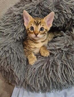 Bengal Kitten - Hamburg