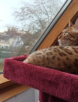 Katze "Mia" abzugeben - Hemmingstedt