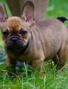 Französische Bulldoggen Welpen aus langjähriger deutscher Zuchtstätte dürfen ausziehen - Frankfurt (Main)