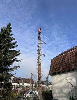 Gartenarbeiten ,Baumfällung, Landschaftspflege - Karlsruhe