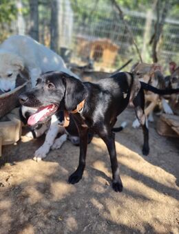 Shusha – neugieriges Welpenmädchen sucht ein Zuhause 🐾❤️ - Niederkrüchten