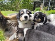 Australian Shepherd x Australian Shepherd/Aussiedor Mix - Großdubrau
