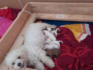 Hunde Welpen, Havaneser-Bichon, Allergiker geeignet - Emmendingen