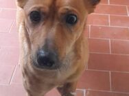 Whisky 💜💜💜 sucht menschliche Nähe - Bad Karlshafen