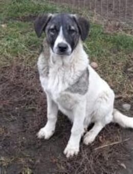 Darf Daisy Mae bei dir ein neues Leben b - München