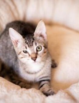 Bailey aus dem Tierschutz - Grevenbroich