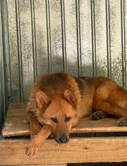 Toby sucht ein zu Hause - Fließem
