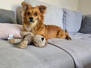 Kleiner Rick ❤️ sucht leider noch immer sein für-immer-Zuhause - Hage