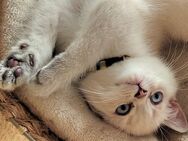 [Update: 1 von 4 noch da] BKH Kitten (m., 4x) auszugsbereit ab dem 01.06. - Gießen Zentrum