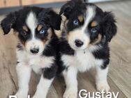 Australian Shepherd - Halberstadt