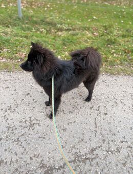 Deutsche Spitzhündin - Diemelsee