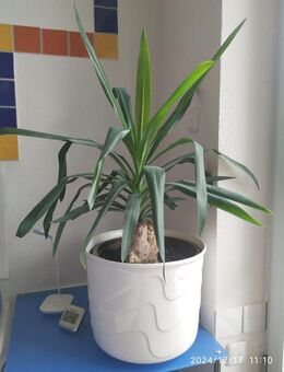 schöne grosse Yucca Palme 95 cm incl. weissem Übertopf - Fulda Zentrum