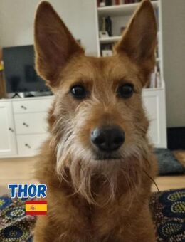 Thor Notfall - liebenswerter Bursche - Heppenheim (Bergstraße)