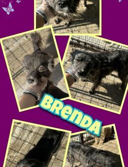 Liebe Brenda sucht Hoffnung! - Nürnberg