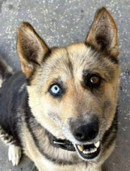 PUMPKIN sucht liebevolles Zuhause - Gefrees