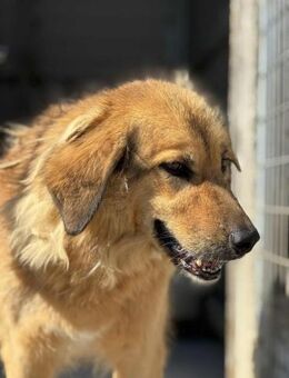 Malia Mix Hündin ca. 9 Jahre alt in GR - Reutlingen