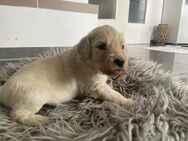 Goldendoodle Welpen F2B Standard - Dillenburg