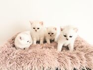 Bkh reinrassige Kitten - Unterensingen