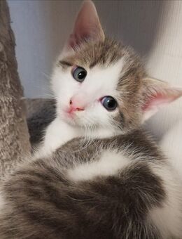Kater Babys - Blaubeuren