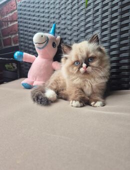 Perser Birma Kater - Berlin