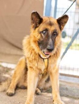 Bigby wünscht sich ein warmes Körbchen - München