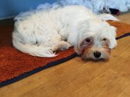 Verspielte Malteser-Welpin „Sally“ sucht ihr Für-immer-Zuhause – 400 € - Münster