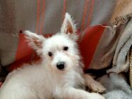 West Highland Withe Terrier - Wiesenburg