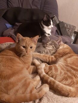 American Shorthairmixjungkatzen - Darmstadt Bessungen