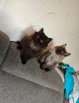 Perser und Perser mix kitten - Nürnberg