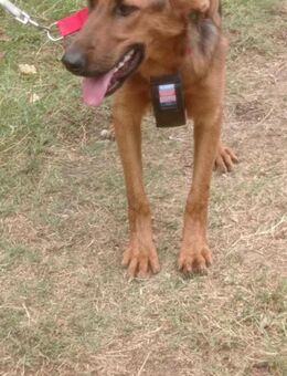 🐕 Schlauer Wirbelwind Lana 💛 - Eislingen (Fils)
