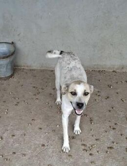 Lexi - jung und verträglich mit Hunden - Köln