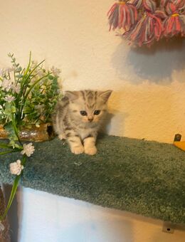 Britische kurz haar kitten - Schopfheim