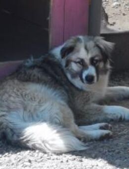 Ruby muß aus Rumänien raus - Blankenheim (Nordrhein-Westfalen)