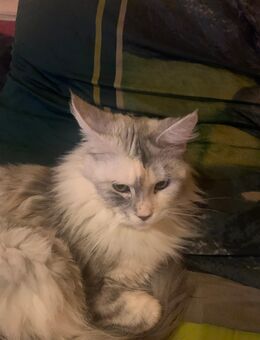Reinrassige Main Coon Kitten - Duisburg