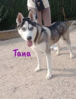 Tana sucht sportliche Begleitung11/24ESP - Ruppertsecken