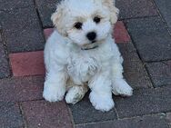 Bichon Frisé Welpen - Bleckede