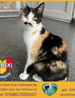 Maneki träumt von einem eigenen Zuhause! - Waakirchen