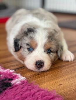 Wundervolle Australian Shepherd Welpen - Aidenbach