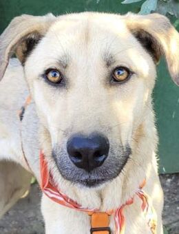 ANKE, ausgeglichen, anhänglich - Alfeld