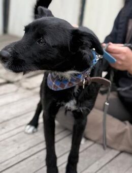 Cipez LM lustiger Teenager - Neustadt (Rübenberge)