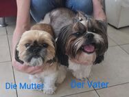 Shih-Tzu Welpen - Lauda-Königshofen