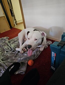 Liebevollen Hund abzugeben - Hamburg