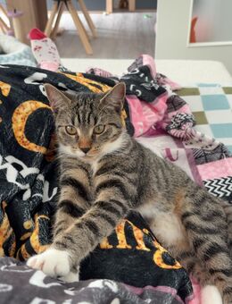 Kitten(Katze) zu verkaufen - Friedrichroda